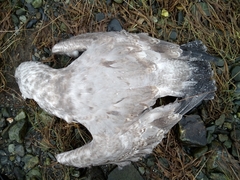 Larus brachyrhynchus