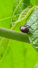 Cryptocephalus