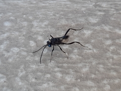 Evania appendigaster