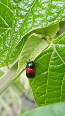 Cryptocephalus