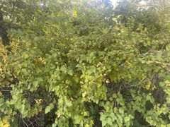 Physocarpus opulifolius