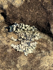 Parmelioideae
