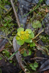 Chrysosplenium alternifolium