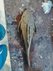 Hypostomus hemicochliodon