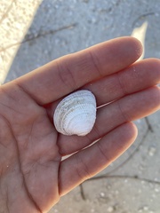 Chione elevata