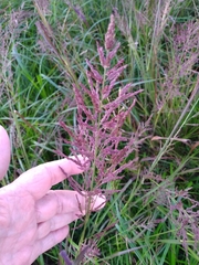 Coleataenia rigidula