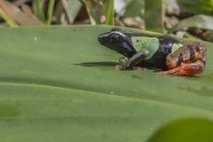 Mantella madagascariensis