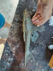 Hypostomus hemicochliodon