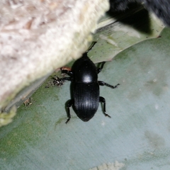 Scyphophorus acupunctatus