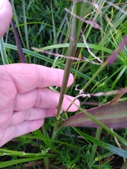 Coleataenia rigidula