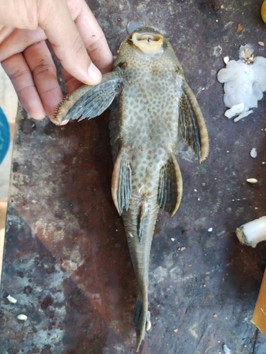 Spoontooth pleco (Hypostomus hemicochliodon) — Loricariidae — 4