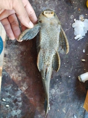 Hypostomus hemicochliodon