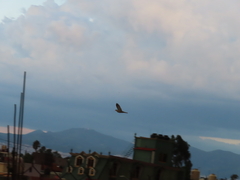 Streptopelia decaocto