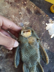 Hypostomus hemicochliodon