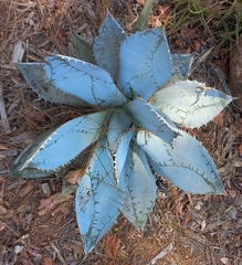 Agave titanota