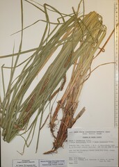 Carex × subimpressa