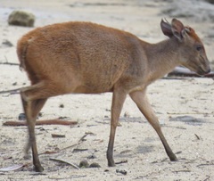 Cephalophorus natalensis natalensis