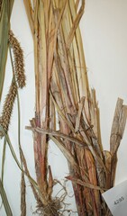 Carex × subimpressa