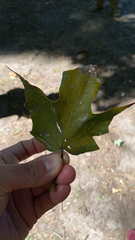 Acer floridanum