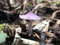 Inocybe lilacina