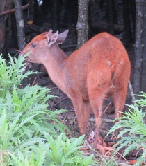 Cephalophorus natalensis natalensis