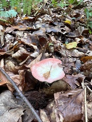 Russula sanguinea