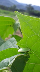 Nezarini