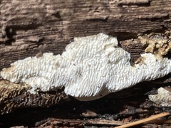 Fomitopsidaceae