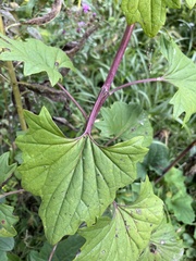 Arnoglossum atriplicifolium