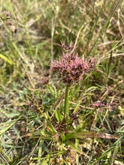 Juncus lomatophyllus