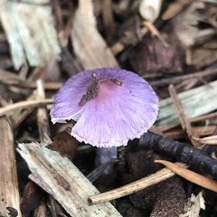 Inocybe lilacina