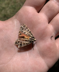 Apantesis parthenice