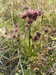 Juncus lomatophyllus