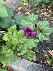 Malva sylvestris mauritiana