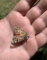 Apantesis parthenice