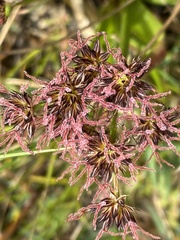 Juncus lomatophyllus