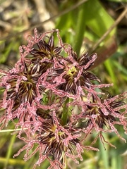 Juncus lomatophyllus