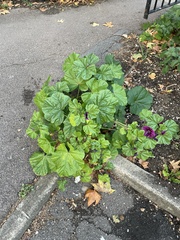 Malva sylvestris mauritiana