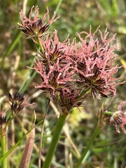 Juncus lomatophyllus
