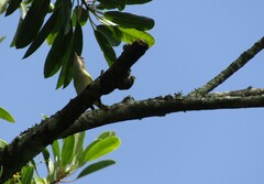 Vireo flavoviridis