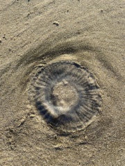 Aequorea victoria