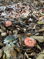 Russula sanguinea