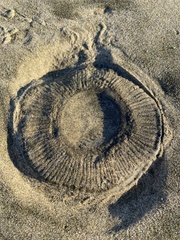 Aequorea victoria