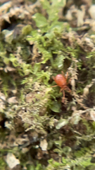 Trombidiformes