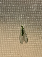 Chrysoperla comanche