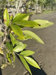 Carya aquatica