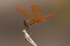 Perithemis domitia
