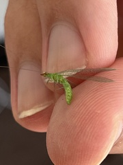 Chrysoperla comanche