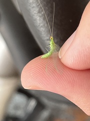 Chrysoperla comanche