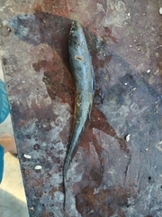 Sternopygus macrurus